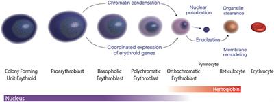 Epigenetic and Transcriptional Control of Erythropoiesis